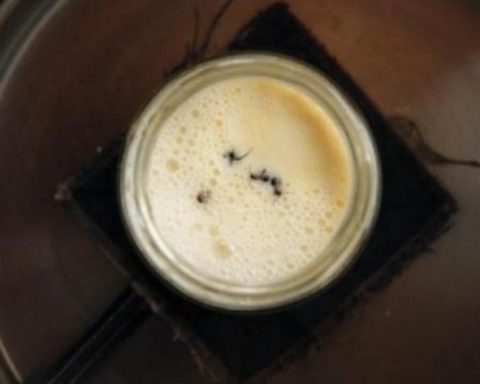 Las hormigas una alternativa insolita para la produccion de yogur.jpg