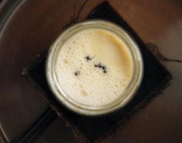 Las hormigas una alternativa insolita para la produccion de yogur.jpg